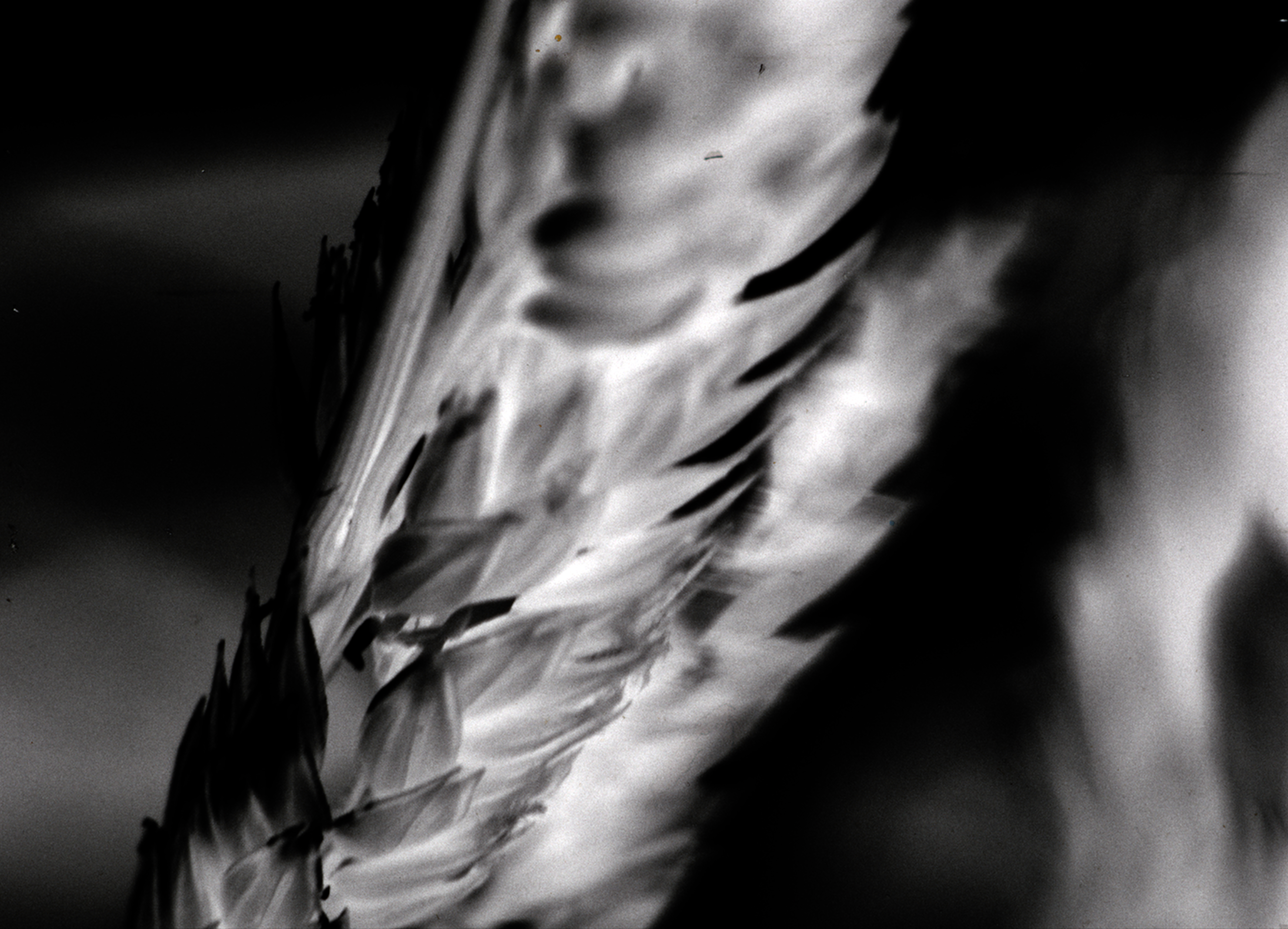 Into the Wild — still